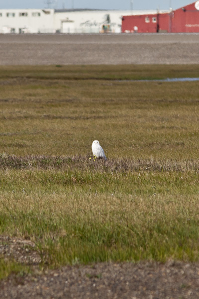 Snowy Owl on the tundra in Deadhorse