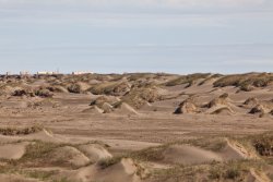 There's bears in them thar dunes (or so we were told)