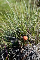 Cloudberry on the arctic tundra