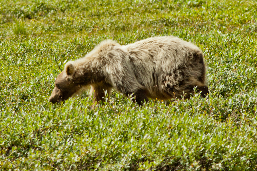 Grizzly bear just north of the Atigun Pass, Alaska 1
