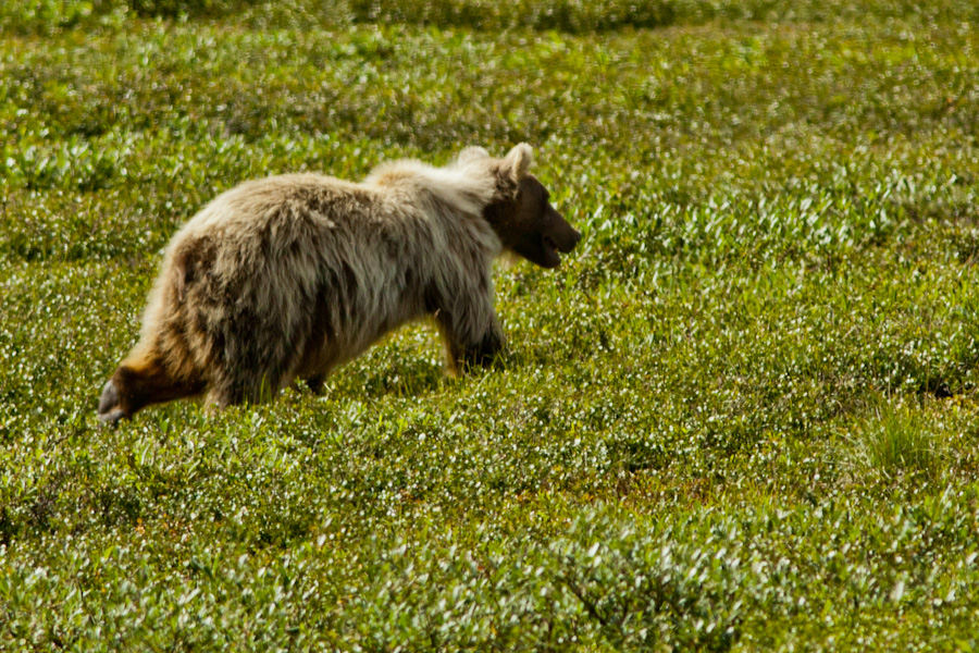 Grizzly bear just north of the Atigun Pass, Alaska 2