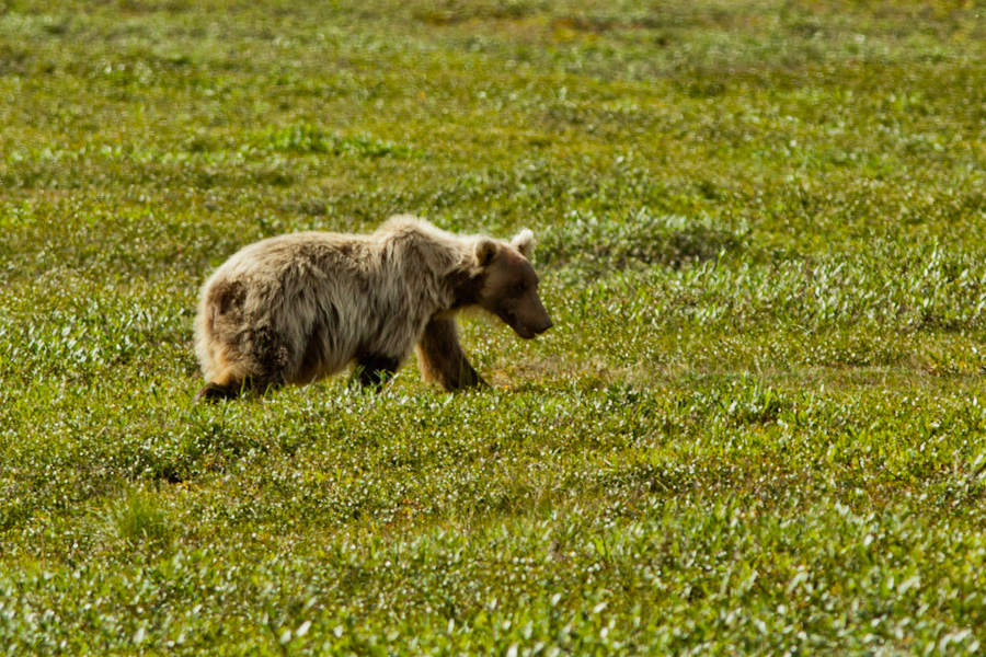 Grizzly bear just north of the Atigun Pass, Alaska 3