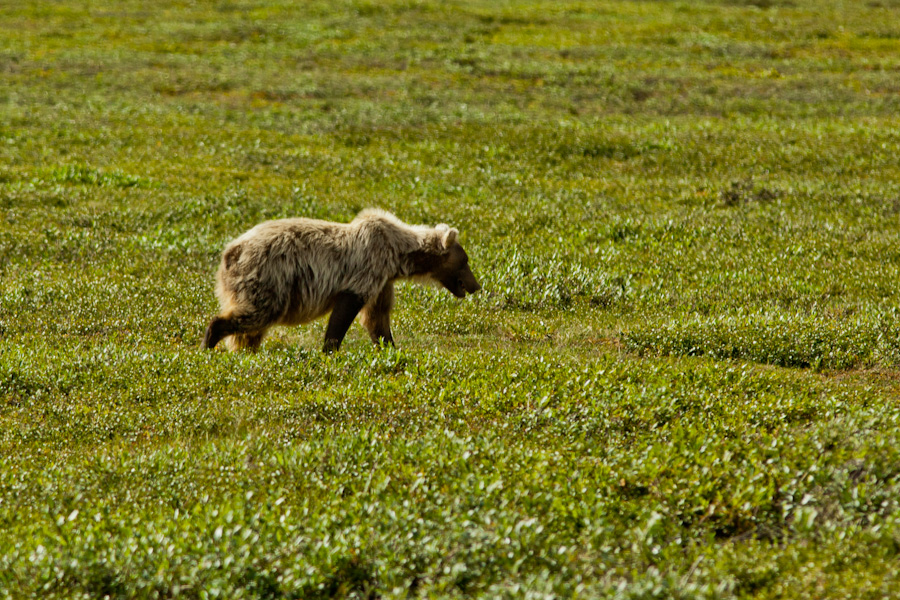 Grizzly bear just north of the Atigun Pass, Alaska 4
