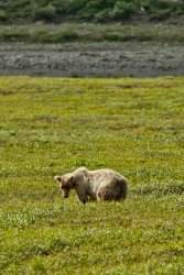Grizzly bear just north of the Atigun Pass, Alaska 5