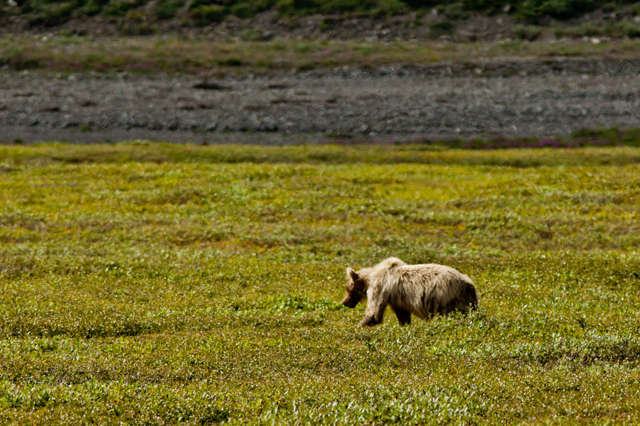 Grizzly bear just north of the Atigun Pass, Alaska 6