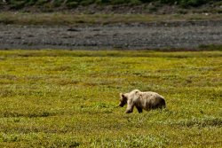 Grizzly bear just north of the Atigun Pass, Alaska 6