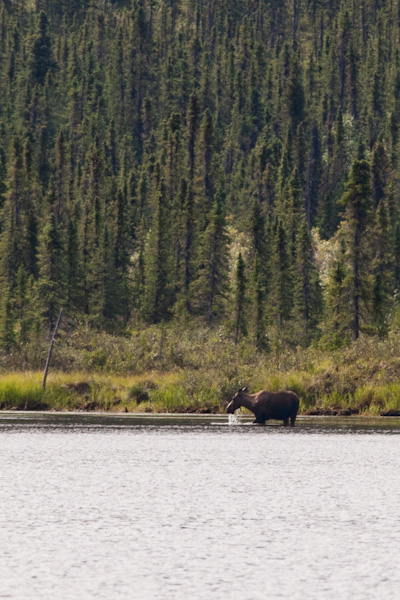 Moose grazing in a lake