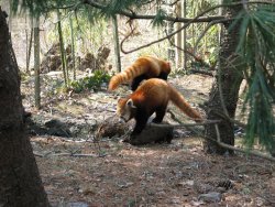 Red Pandas, which aren't really pandas but closer to racoons